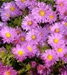 Garten-Kissen-Aster - Aster dumosus 'Kassel'