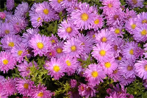 Garten-Kissen-Aster - Aster dumosus 'Kassel'