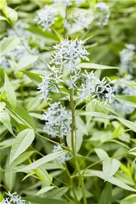 Gewöhnlicher Röhrenstern - Amsonia tabernaemontana