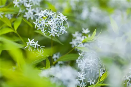 Gewöhnlicher Röhrenstern - Amsonia tabernaemontana