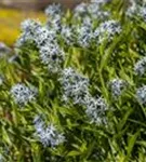 Gewöhnlicher Röhrenstern - Amsonia tabernaemontana