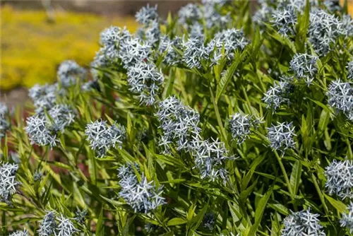 Gewöhnlicher Röhrenstern - Amsonia tabernaemontana