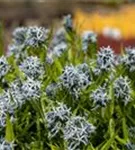 Gewöhnlicher Röhrenstern - Amsonia tabernaemontana