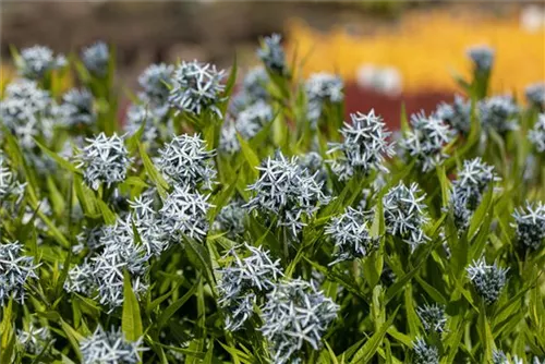 Gewöhnlicher Röhrenstern - Amsonia tabernaemontana