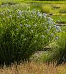 Gewöhnlicher Röhrenstern - Amsonia tabernaemontana