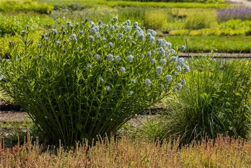 Gewöhnlicher Röhrenstern - Amsonia tabernaemontana