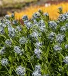 Gewöhnlicher Röhrenstern - Amsonia tabernaemontana