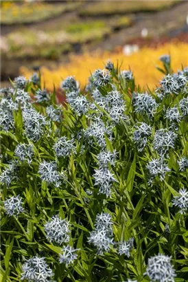 Gewöhnlicher Röhrenstern - Amsonia tabernaemontana