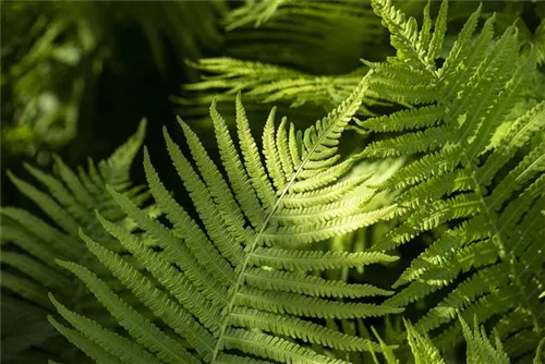 Rotschleierfarn - Dryopteris erythrosora