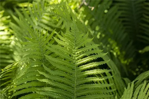 Rotschleierfarn - Dryopteris erythrosora