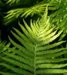 Rotschleierfarn - Dryopteris erythrosora