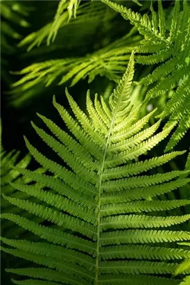 Rotschleierfarn - Dryopteris erythrosora