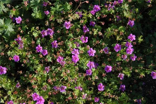 Garten-Blut-Storchschnabel - Geranium sanguineum 'Dilys'