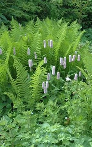 Dryopteris filix-mas