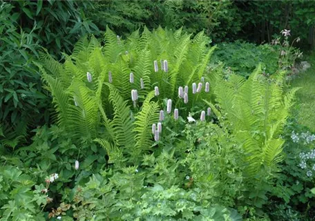 Dryopteris filix-mas - Gewöhnlicher Wurmfarn