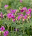 Garten-Storchschnabel - Geranium macrorrhizum 'Bevan´s Variety