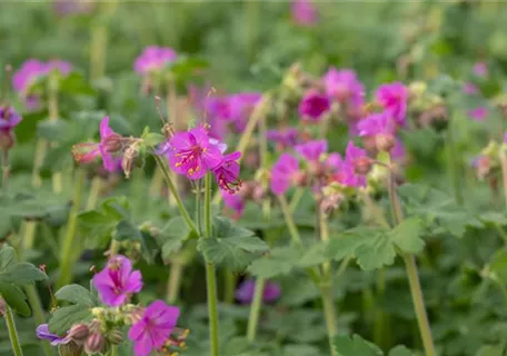 Geranium macrorrhizum 'Bevan´s Variety - Garten-Storchschnabel