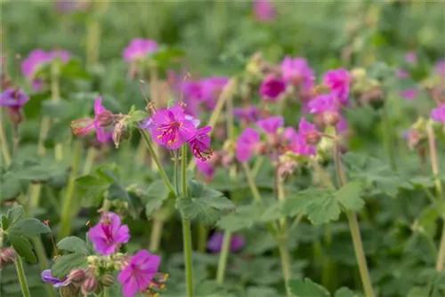 Garten-Storchschnabel - Geranium macrorrhizum 'Bevan´s Variety