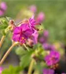 Garten-Storchschnabel - Geranium macrorrhizum 'Bevan´s Variety