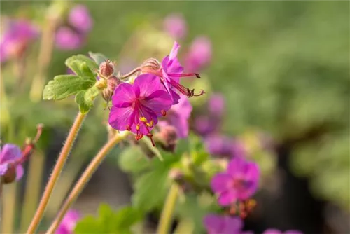 Garten-Storchschnabel - Geranium macrorrhizum 'Bevan´s Variety