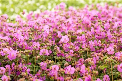 Garten-Storchschnabel - Geranium macrorrhizum 'Bevan´s Variety