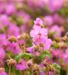 Garten-Storchschnabel - Geranium macrorrhizum 'Bevan´s Variety