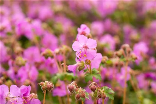 Garten-Storchschnabel - Geranium macrorrhizum 'Bevan´s Variety