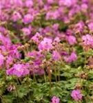 Garten-Storchschnabel - Geranium macrorrhizum 'Bevan´s Variety