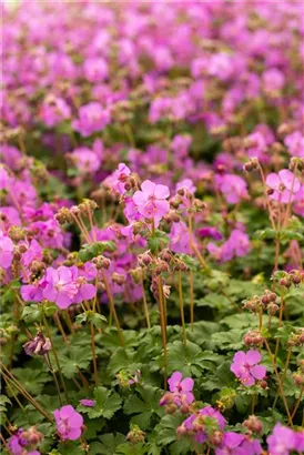 Garten-Storchschnabel - Geranium macrorrhizum 'Bevan´s Variety