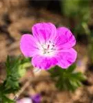 Garten-Blut-Storchschnabel - Geranium sanguineum 'Elsbeth'