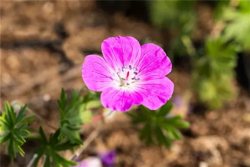 Garten-Blut-Storchschnabel - Geranium sanguineum 'Elsbeth'