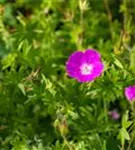 Garten-Blut-Storchschnabel - Geranium sanguineum 'Elsbeth'