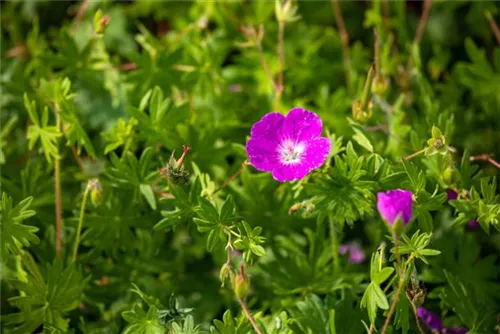 Garten-Blut-Storchschnabel - Geranium sanguineum 'Elsbeth'