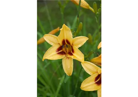 Hemerocallis x cult.'Bonanza' - Garten-Taglilie