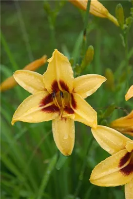 Garten-Taglilie - Hemerocallis x cult.'Bonanza'