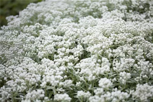 Garten-Perlkörbchen - Anaphalis triplinervis 'Silberregen'