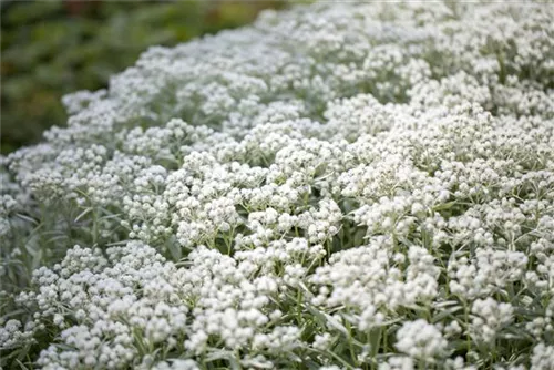 Garten-Perlkörbchen - Anaphalis triplinervis 'Silberregen'