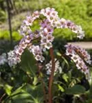 Altai-Bergenie - Bergenia cordifolia