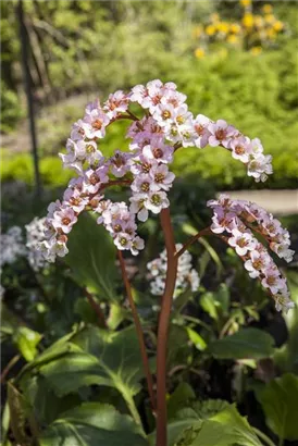 Altai-Bergenie - Bergenia cordifolia