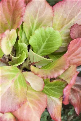 Garten-Bergenie - Bergenia cordifolia 'Abendglut'