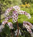 Altai-Bergenie - Bergenia cordifolia