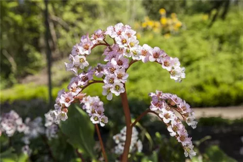 Altai-Bergenie - Bergenia cordifolia