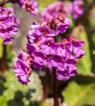 Garten-Bergenie - Bergenia cordifolia 'Rotblum'