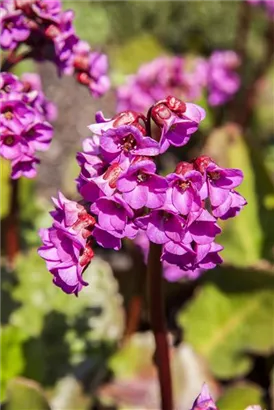 Garten-Bergenie - Bergenia cordifolia 'Rotblum'