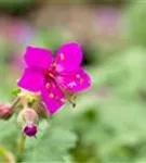 Garten-Storchschnabel - Geranium macrorrhizum 'Czakor'