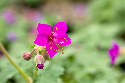 Garten-Storchschnabel - Geranium macrorrhizum 'Czakor'