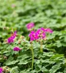 Garten-Storchschnabel - Geranium macrorrhizum 'Czakor'