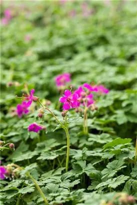 Garten-Storchschnabel - Geranium macrorrhizum 'Czakor'