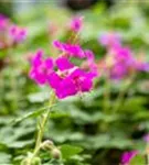 Garten-Storchschnabel - Geranium macrorrhizum 'Czakor'