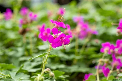 Garten-Storchschnabel - Geranium macrorrhizum 'Czakor'